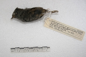  (Rhinocryptidae - MACN-Or-ct 3757)  @14 [ ] Copyright (2014) MACN Museo Argentino de Ciencias Naturales, Bernardino Rivadavia