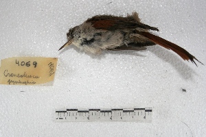  ( - MACN-Or-ct 4069)  @12 [ ] Copyright (2014) MACN Museo Argentino de Ciencias Naturales, Bernardino Rivadavia