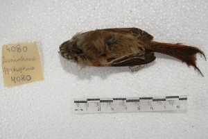  ( - MACN-Or-ct 4080)  @12 [ ] Copyright (2014) MACN Museo Argentino de Ciencias Naturales, Bernardino Rivadavia