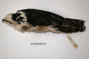  (Spizaetus melanoleucus - MACN-Or-ct 4110)  @13 [ ] Copyright (2014) MACN Museo Argentino de Ciencias Naturales, Bernardino Rivadavia