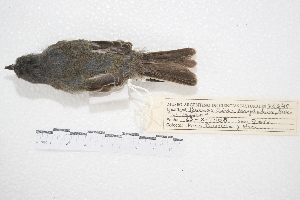 ( - MACN-Or-ct 4266)  @12 [ ] Copyright (2015) MACN Museo Argentino de Ciencias Naturales, Bernardino Rivadavia