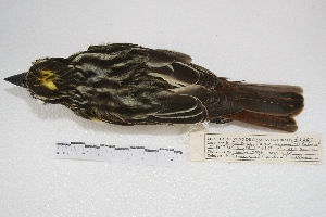  ( - MACN-Or-ct 4289)  @12 [ ] Copyright (2015) MACN Museo Argentino de Ciencias Naturales, Bernardino Rivadavia