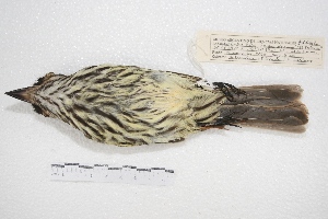  ( - MACN-Or-ct 4289)  @12 [ ] Copyright (2015) MACN Museo Argentino de Ciencias Naturales, Bernardino Rivadavia