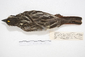  ( - MACN-Or-ct 4290)  @12 [ ] Copyright (2015) MACN Museo Argentino de Ciencias Naturales, Bernardino Rivadavia