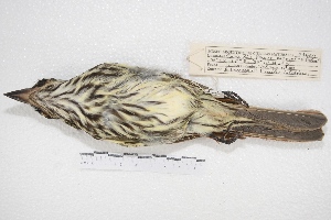  ( - MACN-Or-ct 4290)  @12 [ ] Copyright (2015) MACN Museo Argentino de Ciencias Naturales, Bernardino Rivadavia