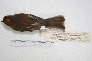  ( - MACN-Or-ct 4297)  @12 [ ] Copyright (2015) MACN Museo Argentino de Ciencias Naturales, Bernardino Rivadavia