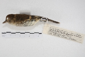  (Myiophobus fasciatus - MACN-Or-ct 4320)  @13 [ ] Copyright (2015) MACN Museo Argentino de Ciencias Naturales, Bernardino Rivadavia