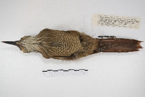  ( - MACN-Or-ct 4488)  @12 [ ] Copyright (2015) MACN Museo Argentino de Ciencias Naturales, Bernardino Rivadavia