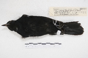  ( - MACN-Or-ct 4837)  @12 [ ] Copyright (2015) MACN Museo Argentino de Ciencias Naturales, Bernardino Rivadavia