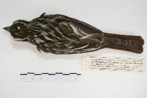  ( - MACN-Or-ct 4988)  @12 [ ] Copyright (2015) MACN Museo Argentino de Ciencias Naturales, Bernardino Rivadavia