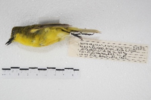  (Pseudocolopteryx acutipennis - MACN-Or-ct 5140)  @12 [ ] Copyright (2015) MACN Museo Argentino de Ciencias Naturales, Bernardino Rivadavia