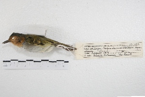  (Poecilotriccus plumbeiceps - MACN-Or-ct 5696)  @13 [ ] Copyright (2015) MACN Museo Argentino de Ciencias Naturales, Bernardino Rivadavia