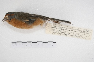 (Poospiza erythrophrys - MACN-Or-ct 5747)  @13 [ ] Copyright (2015) MACN Museo Argentino de Ciencias Naturales, Bernardino Rivadavia