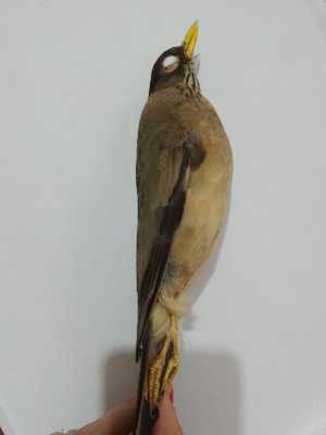  ( - MACN-Or-ct-10674)  @11 [ ] by-sa (19191919) Museo Argentino de Ciencias Naturales - Bernardino Rivadavia Museo Argentino de Ciencias Naturales - Bernardino Rivadavia