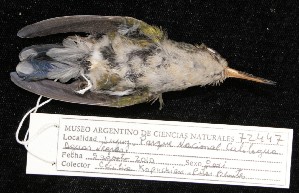  ( - MACN-Or-ct 5626)  @11 [ ] by-nc-sa  MACN Museo Argentino de Ciencias Naturales