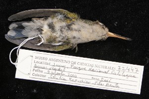  ( - MACN-Or-ct 5626)  @11 [ ] by-nc-sa  MACN Museo Argentino de Ciencias Naturales