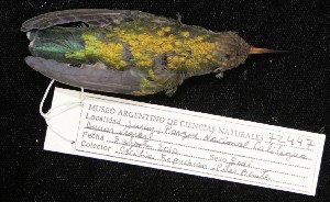  ( - MACN-Or-ct 5626)  @11 [ ] by-nc-sa  MACN Museo Argentino de Ciencias Naturales