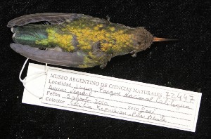  ( - MACN-Or-ct 5626)  @11 [ ] by-nc-sa  MACN Museo Argentino de Ciencias Naturales