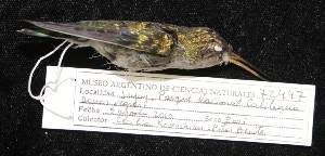  ( - MACN-Or-ct 5626)  @11 [ ] by-nc-sa  MACN Museo Argentino de Ciencias Naturales
