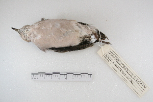  ( - MACN-Or-ct 5288)  @12 [ ] Copyright (2014) MACN Museo Argentino de Ciencias Naturales, Bernardino Rivadavia