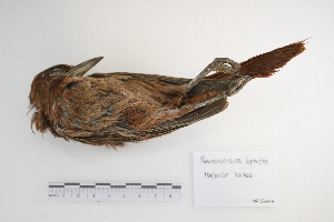  ( - MACN-Or-ct 5347)  @13 [ ] Copyright (2014) MACN Museo Argentino de Ciencias Naturales, Bernardino Rivadavia