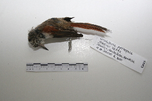  ( - MACN-Or-ct 5353)  @12 [ ] Copyright (2013) MACN Museo Argentino de Ciencias Naturales, Bernardino Rivadavia