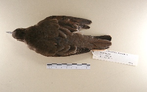  ( - MACN-Or-ct 7772)  @11 [ ] Copyright (2016) MACN Museo Argentino de Ciencias Naturales (Bernardino Rivadavia)