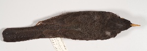  ( - MACN-Or-ct 924)  @11 [ ] Copyright (2014) MACN Museo Argentino de Ciencias Naturales, Bernardino Rivadavia