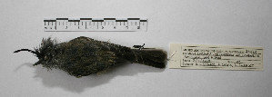  ( - MACN-Or-ct 9826)  @11 [ ] CreativeCommons - Attribution Non-Commercial Share-Alike (2019) Museo Argentino de Ciencias Naturales Bernardino Rivadavia Museo Argentino de Ciencias Naturales Bernardino Rivadavia