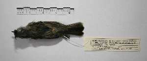  ( - MACN-Or-ct 9828)  @11 [ ] CreativeCommons - Attribution Non-Commercial Share-Alike (2019) Museo Argentino de Ciencias Naturales Bernardino Rivadavia Museo Argentino de Ciencias Naturales Bernardino Rivadavia