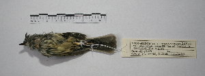  ( - MACN-Or-ct 9828)  @11 [ ] CreativeCommons - Attribution Non-Commercial Share-Alike (2019) Museo Argentino de Ciencias Naturales Bernardino Rivadavia Museo Argentino de Ciencias Naturales Bernardino Rivadavia