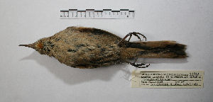  ( - MACN-Or-ct 9907)  @11 [ ] CreativeCommons - Attribution Non-Commercial Share-Alike (2019) Museo Argentino de Ciencias Naturales Bernardino Rivadavia Museo Argentino de Ciencias Naturales Bernardino Rivadavia