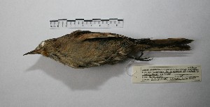  ( - MACN-Or-ct 9907)  @11 [ ] CreativeCommons - Attribution Non-Commercial Share-Alike (2019) Museo Argentino de Ciencias Naturales Bernardino Rivadavia Museo Argentino de Ciencias Naturales Bernardino Rivadavia