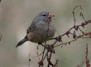  (Catamenia inornata - B-72368)  @11 [ ] by-nc-sa  Unspecified Unspecified