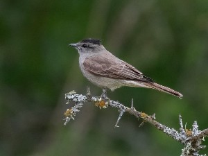  (Empidonomus aurantioatrocristatus - MACN-Or-ct 4063.1)  @11 [ ] by-sa  Hector Bottai Unknown
