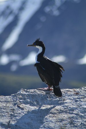  (Leucocarbo - MACN-Or-ct 396)  @11 [ ] by-sa  Cayetano Roso Unknown