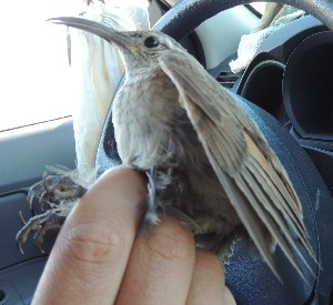  ( - MACN-Or-ct 10984)  @11 [ ] by-sa (21212121) Agustin Casale, Pablo Lavinia Museo Argentino de Ciencias Naturales "Bernardino Rivadavia"