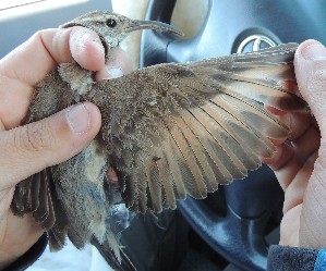  ( - MACN-Or-ct 10984)  @11 [ ] by-sa (21212121) Agustin Casale, Pablo Lavinia Museo Argentino de Ciencias Naturales "Bernardino Rivadavia"