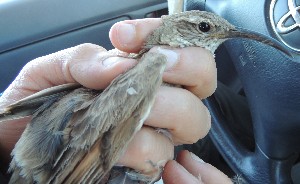  ( - MACN-Or-ct 10984)  @11 [ ] by-sa (21212121) Agustin Casale, Pablo Lavinia Museo Argentino de Ciencias Naturales "Bernardino Rivadavia"