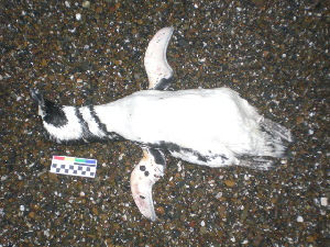  ( - MACN-Or-ct 11043)  @11 [ ] by-sa (21212121) Gustavo Daneri Museo Argentino de Ciencias Naturales "Bernardino Rivadavia"