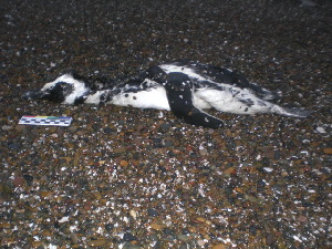  ( - MACN-Or-ct 11043)  @11 [ ] by-sa (21212121) Gustavo Daneri Museo Argentino de Ciencias Naturales "Bernardino Rivadavia"