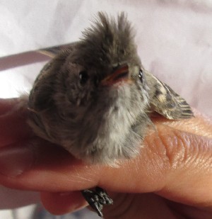  ( - MACN-Or-ct 11306)  @11 [ ] by-sa  Cecilia Estalles Museo Argentino de Ciencias Naturales "Bernardino Rivadavia"