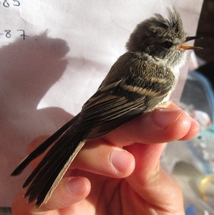  ( - MACN-Or-ct 11306)  @11 [ ] by-sa  Cecilia Estalles Museo Argentino de Ciencias Naturales "Bernardino Rivadavia"