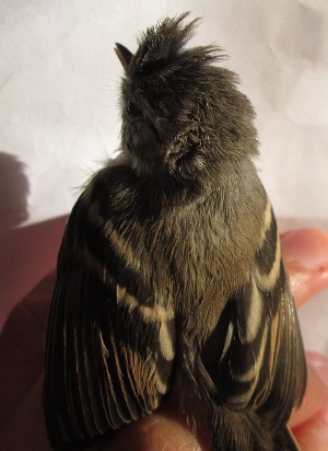  ( - MACN-Or-ct 11306)  @11 [ ] by-sa  Cecilia Estalles Museo Argentino de Ciencias Naturales "Bernardino Rivadavia"