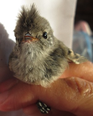  ( - MACN-Or-ct 11306)  @11 [ ] by-sa  Cecilia Estalles Museo Argentino de Ciencias Naturales "Bernardino Rivadavia"