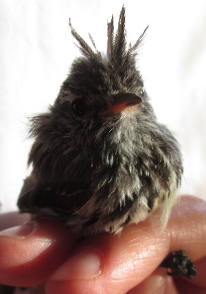  ( - MACN-Or-ct 11307)  @11 [ ] by-sa  Cecilia Estalles Museo Argentino de Ciencias Naturales "Bernardino Rivadavia"