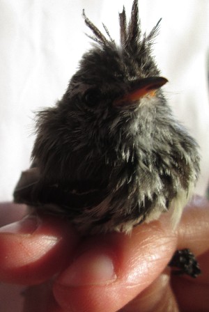  ( - MACN-Or-ct 11307)  @11 [ ] by-sa  Cecilia Estalles Museo Argentino de Ciencias Naturales "Bernardino Rivadavia"