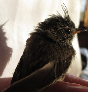  ( - MACN-Or-ct 11307)  @11 [ ] by-sa  Cecilia Estalles Museo Argentino de Ciencias Naturales "Bernardino Rivadavia"