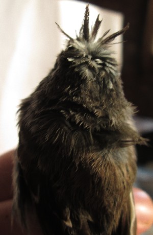  ( - MACN-Or-ct 11307)  @11 [ ] by-sa  Cecilia Estalles Museo Argentino de Ciencias Naturales "Bernardino Rivadavia"