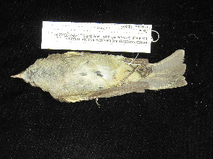  ( - MACN-Or-ct 11568)  @11 [ ] by-sa (2025) MACNBR - CONICET Museo Argentino de Ciencias Naturales "Bernardino Rivadavia"